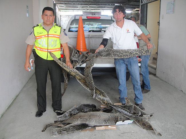 Pieles Boa Matacaballo Sdt Ministerio Del Ambiente Y Agua