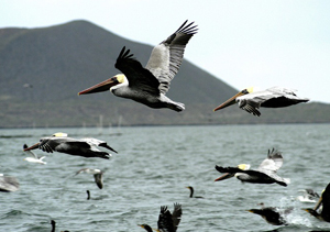 Dia Mundial De Aves Migratorias Ecuador Destino De Turismo Sostenible Ministerio Del Ambiente