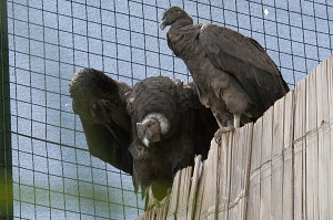 Inician Proceso De Liberacion De Condores Nacidos En Cautiverio