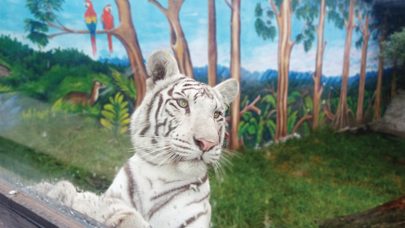 Dos Tigres De Bengala Llegaron Al Eco Zoologico San Martin