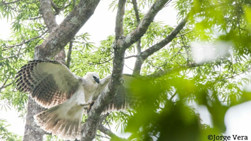 Ecuador y España se unen para proteger al águila harpía – Ministerio del  Ambiente, Agua y Transición Ecológica